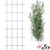 Potpora za biljke – vrtna rešetka 150 x 60cm ['potpora za biljke', ' potpora za grmlje rešetka', ' vrtna potpora', ' vrtna pergola', ' rešetka za biljke', ' potporanj za biljke', ' cvjetna potpora', ' potpora za vrtne biljke', ' potpora za bršljan', ' čelična potpora', ' potpora s pričvršćivanjem na zid', ' potpora za penjačice', ' potpora za ružine grmove', ' crna potpora', ' koju potporu za biljke odabrati', ' njegovan vrt', ' rešetka za penjačice', ' potpora za ruže', ' potpora za bršljan', ' za ružine grmove', ' metalne potpore za cvijeće', ' vrtni pribor', ' kako brinuti o biljkama', ' preporučene potpore za biljke', ' potpora u obliku rešetke', ' potpora pričvršćena na zid']