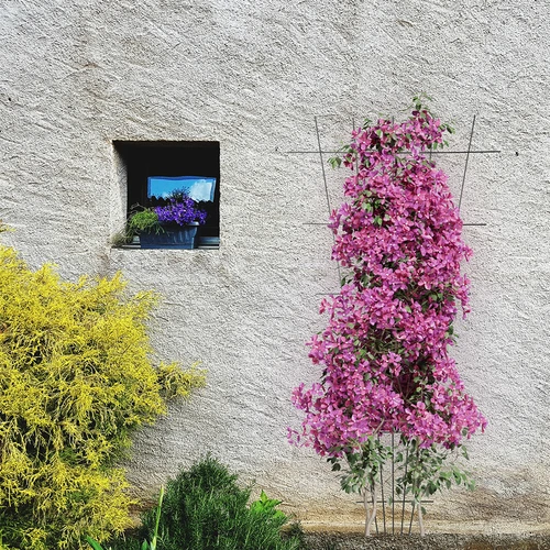 Potpora za biljke - rešetka (150cm x 75cm) 2 komada - 4