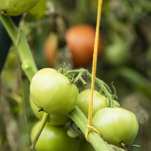 Žuta pamučna špaga 2 mm/55 m/100 g - 10