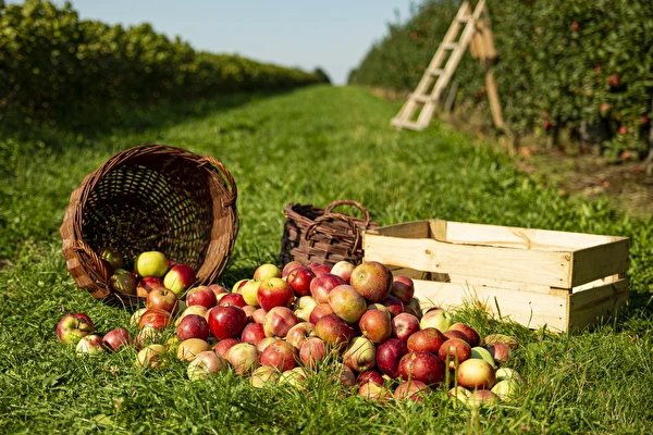 Domaći cider