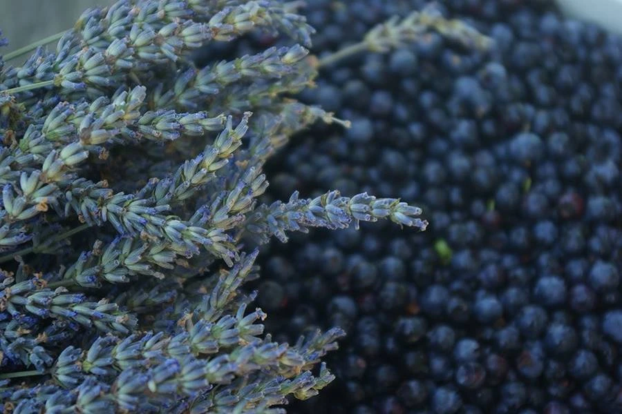 Browin Przepiśnik - Domaće vino od lavande i borovnica